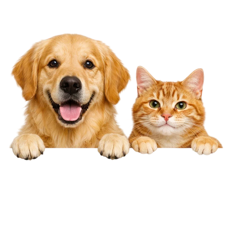 Dog and cat
