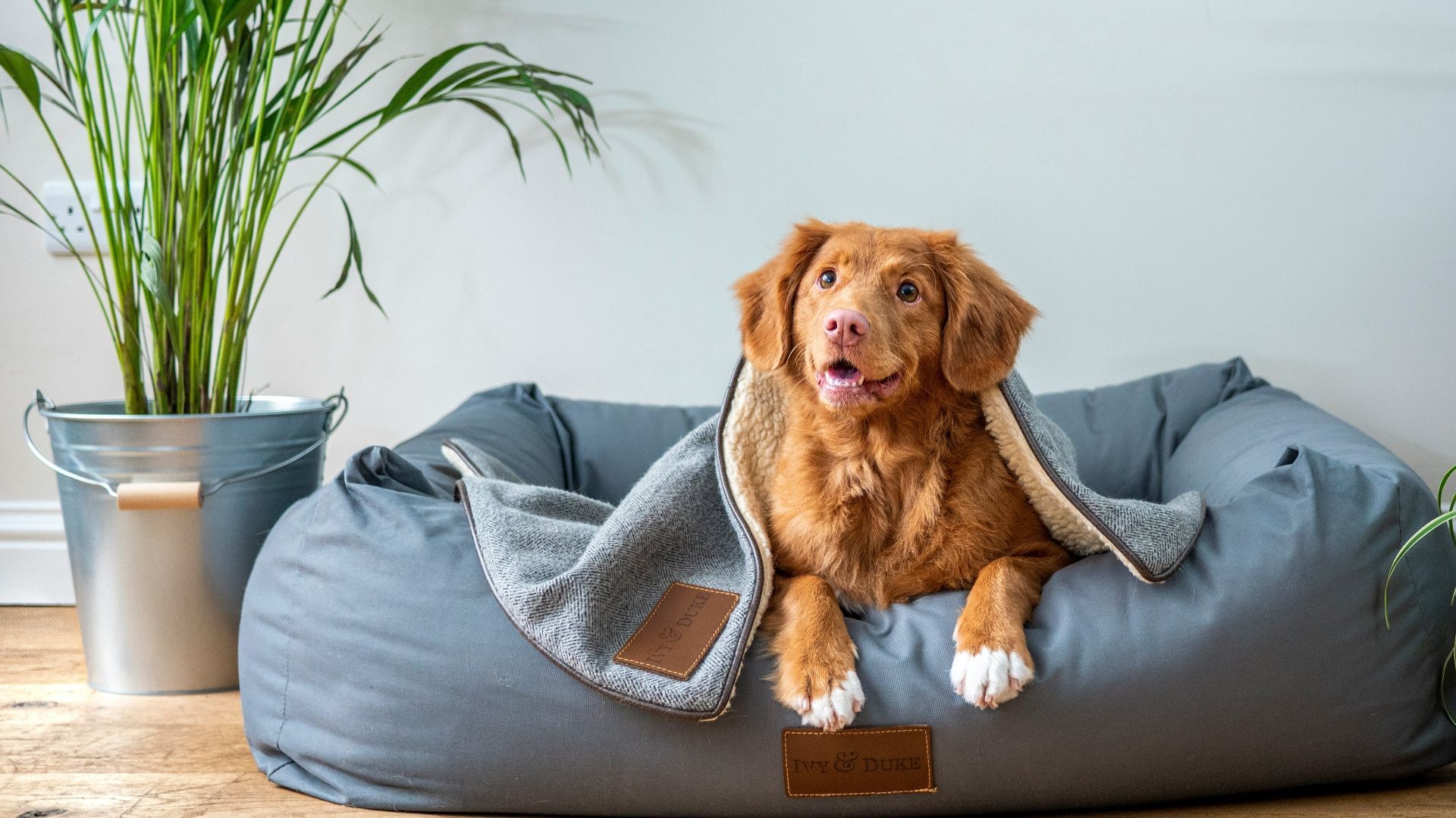 A happy pet
