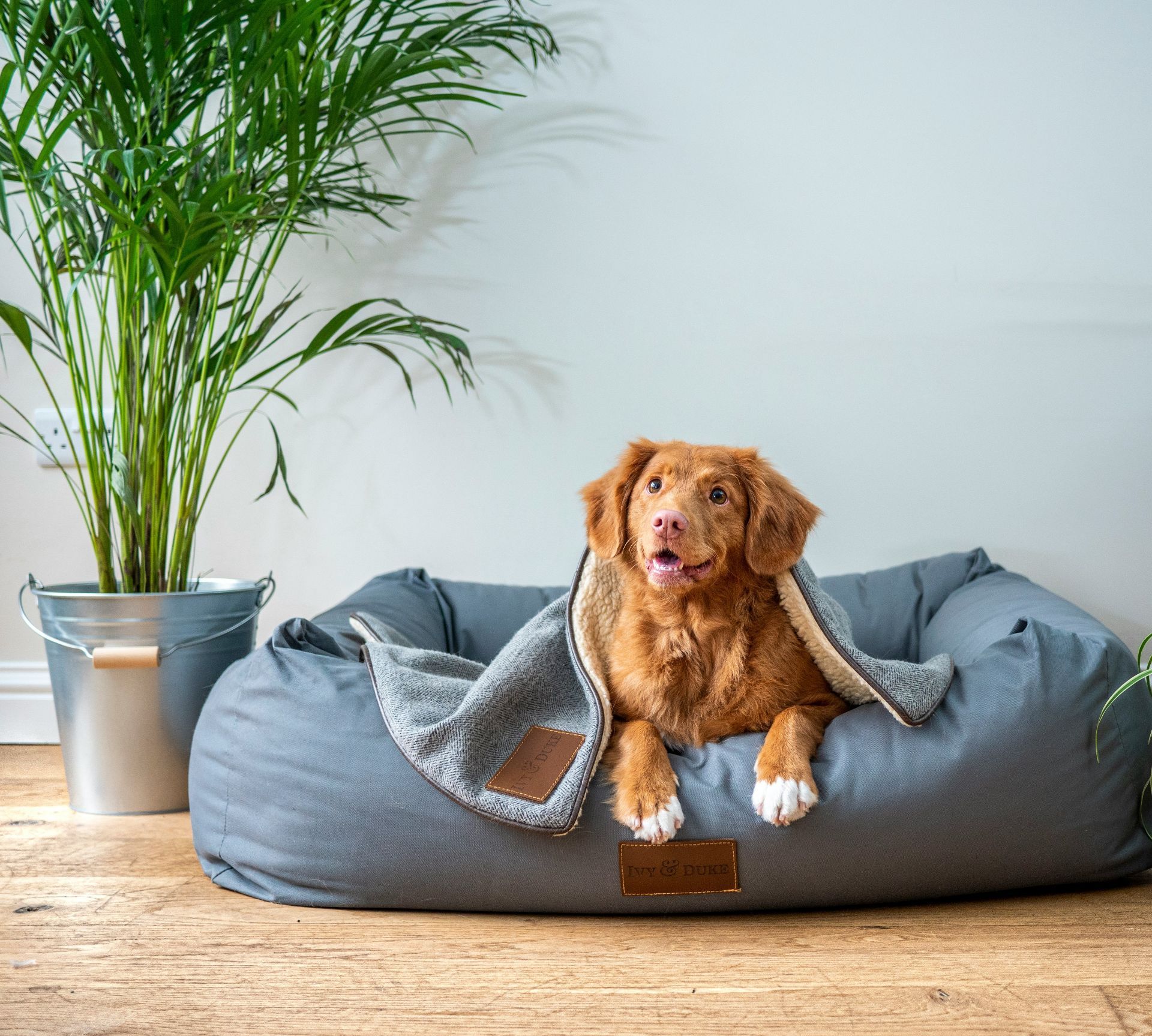Healthier Pets.