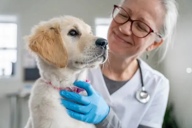 Happy pet parent with dog